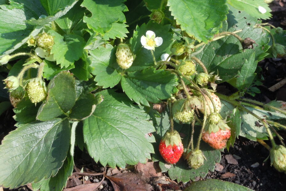 When Do You Plant Strawberries in Georgia