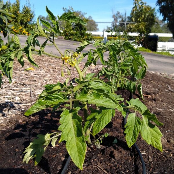 When is the Best Time to Plant Tomatoes in California