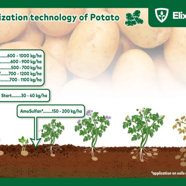When to Fertilize Potatoes Plants