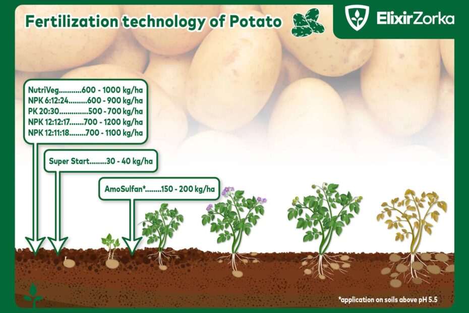 When to Fertilize Potatoes Plants