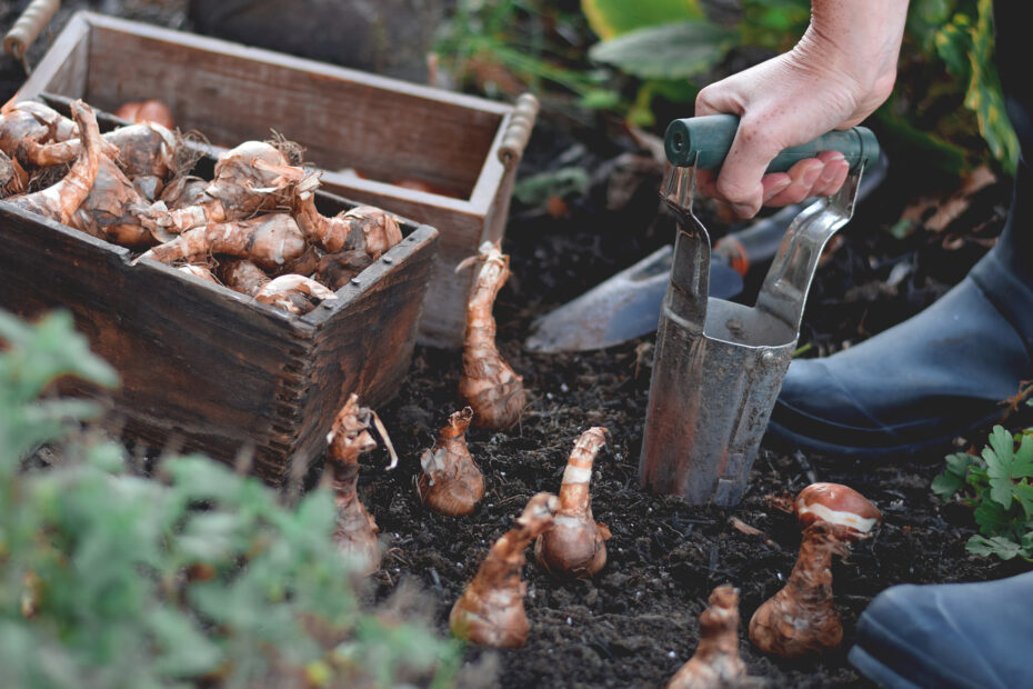 When to Plant Daffodil Bulbs in Oklahoma