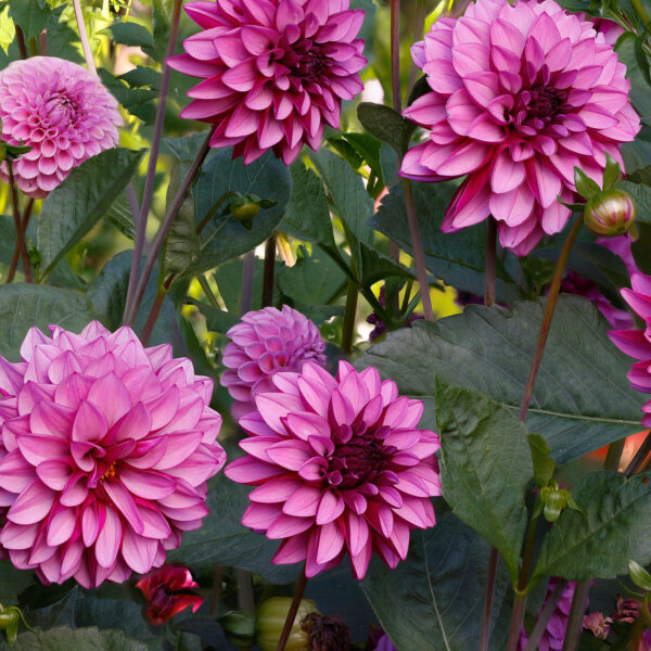 When to Plant Dahlias in Ct