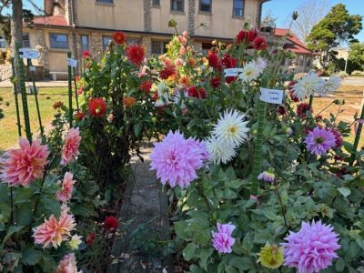 When to Plant Dahlias in Ct