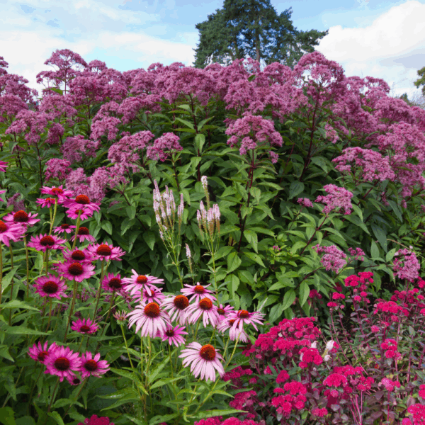 When to Plant Flowers in Indiana
