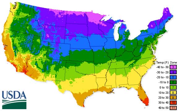 When to Plant Garlic in Georgia