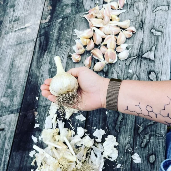 When to Plant Garlic Massachusetts