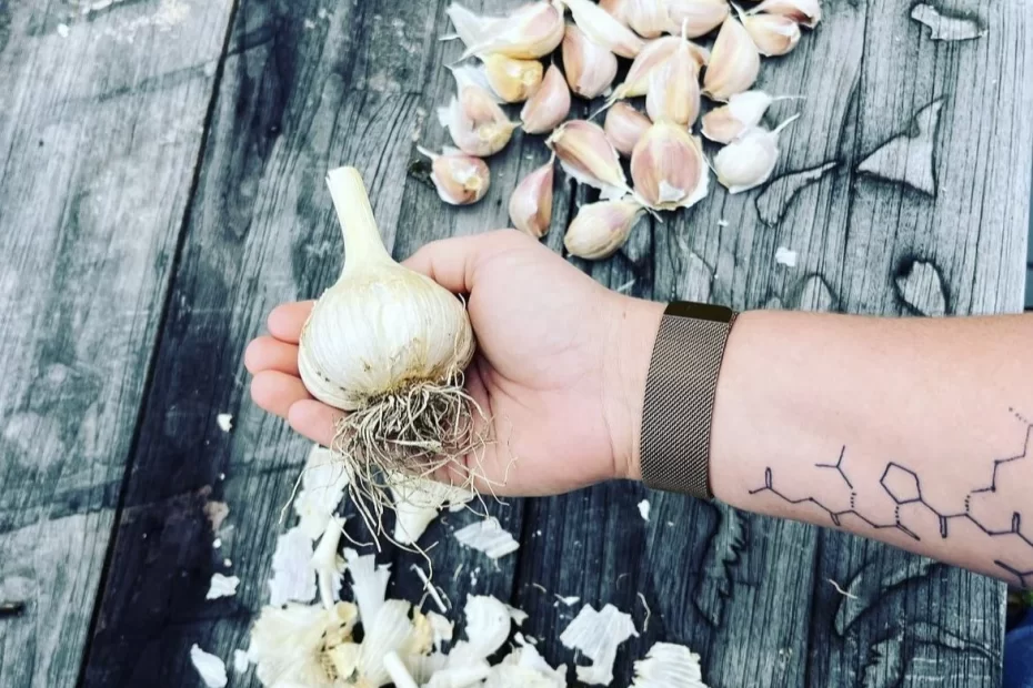 When to Plant Garlic Massachusetts