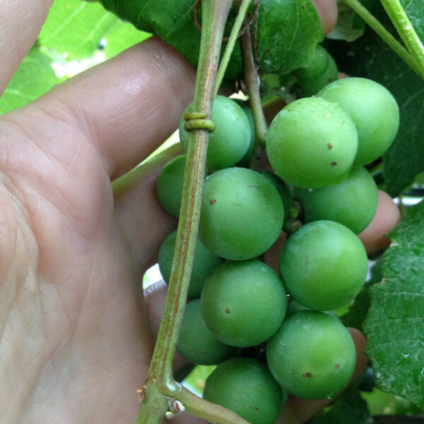 When to Plant Grapes in Texas