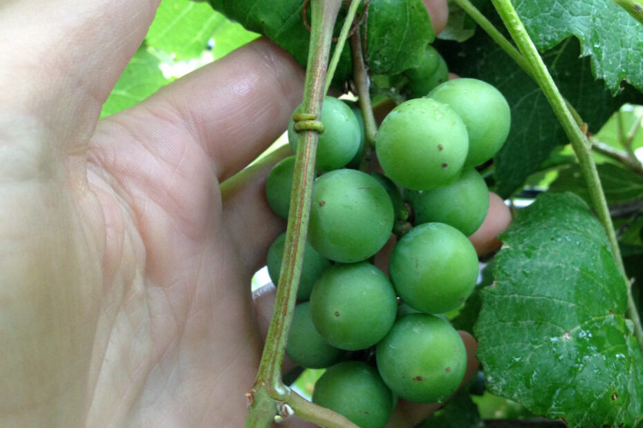 When to Plant Grapes in Texas