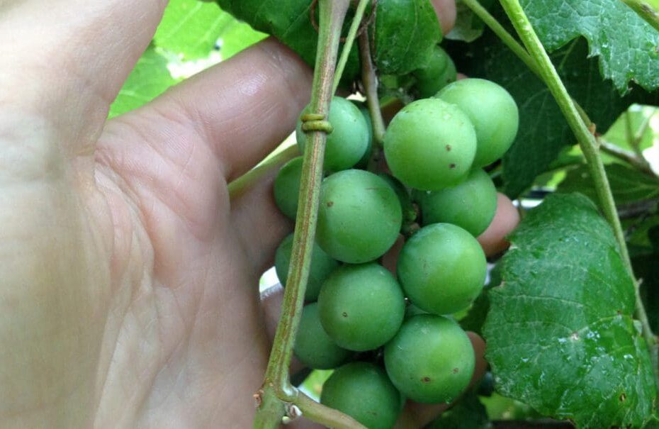 When to Plant Grapes in Texas