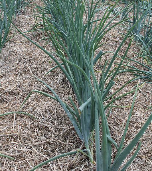 When to Plant Onions in Minnesota