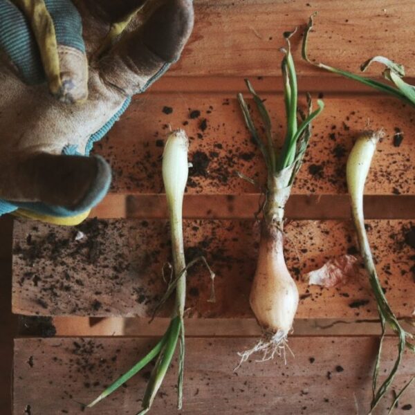 When to Plant Onions in Zone 8a