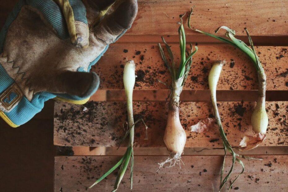 When to Plant Onions in Zone 8a