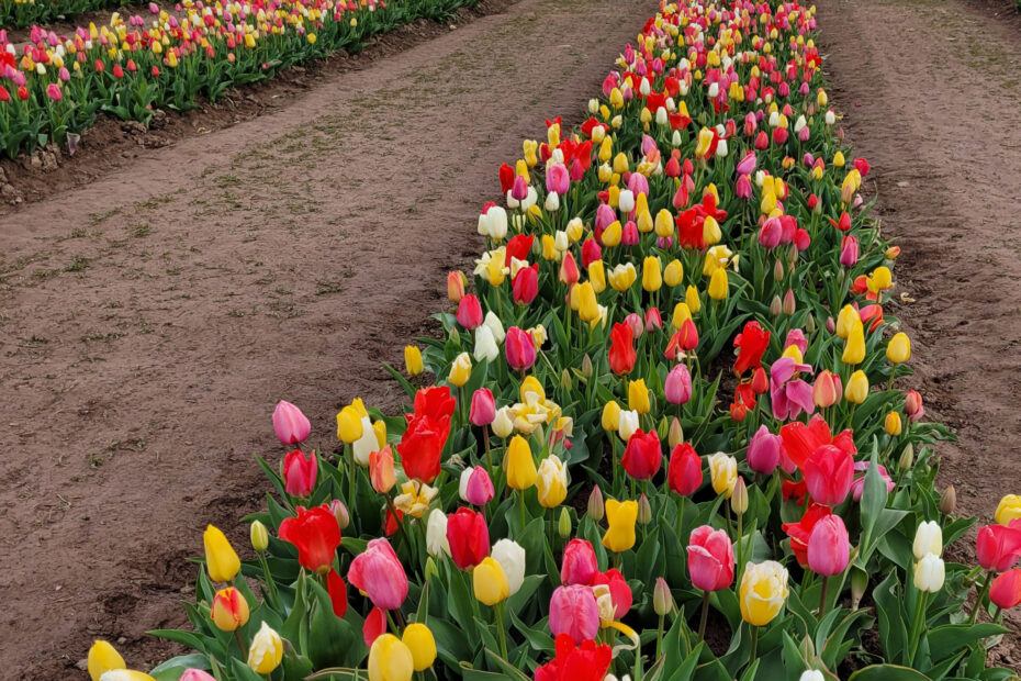 When to Plant Tulip Bulbs in Massachusetts