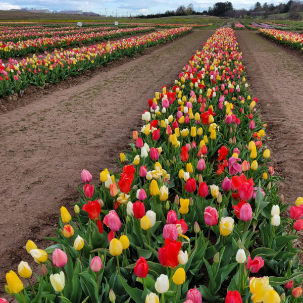 When to Plant Tulip Bulbs in Massachusetts