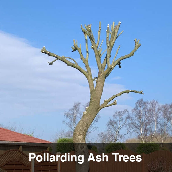 When to Prune Ash Trees