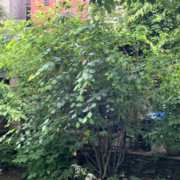 When to Prune Serviceberry