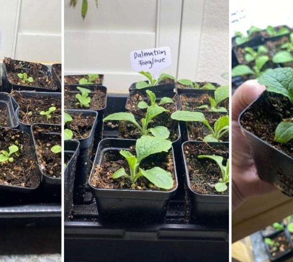 When to Start Foxglove Seeds Indoors