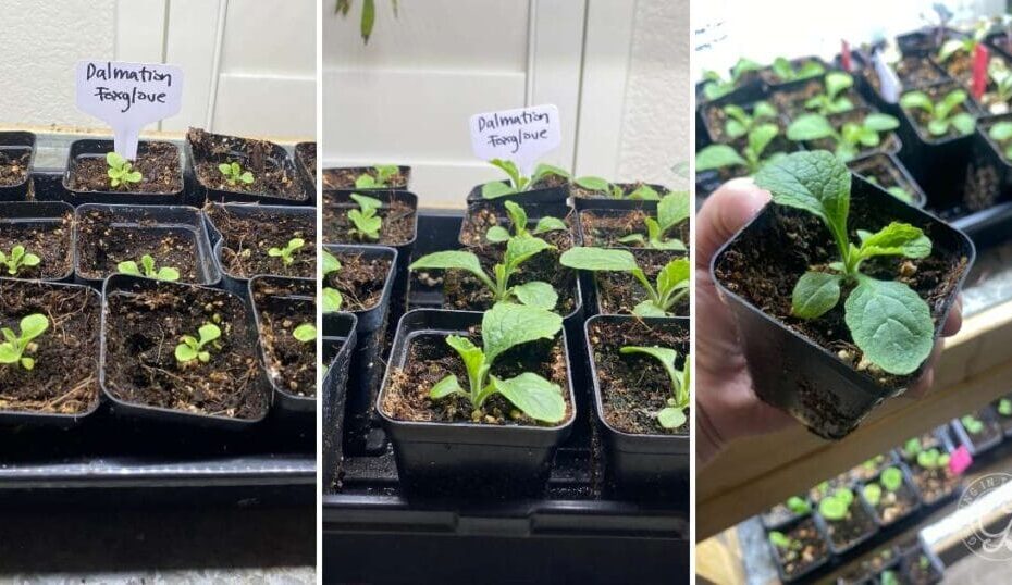 When to Start Foxglove Seeds Indoors