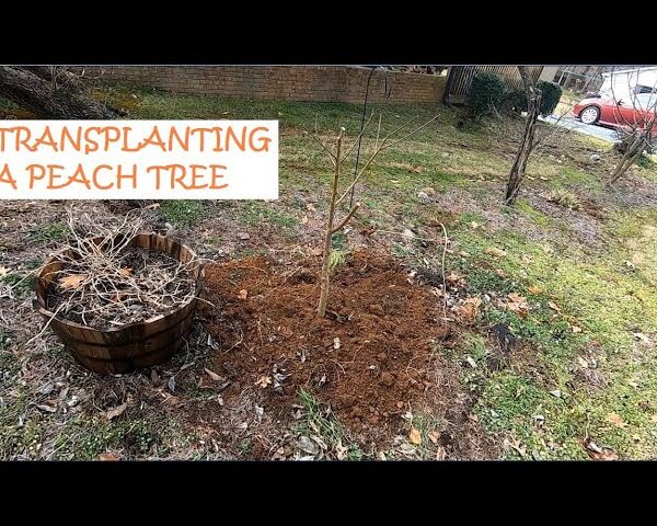 When to Transplant a Peach Tree