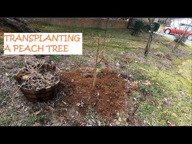 When to Transplant a Peach Tree