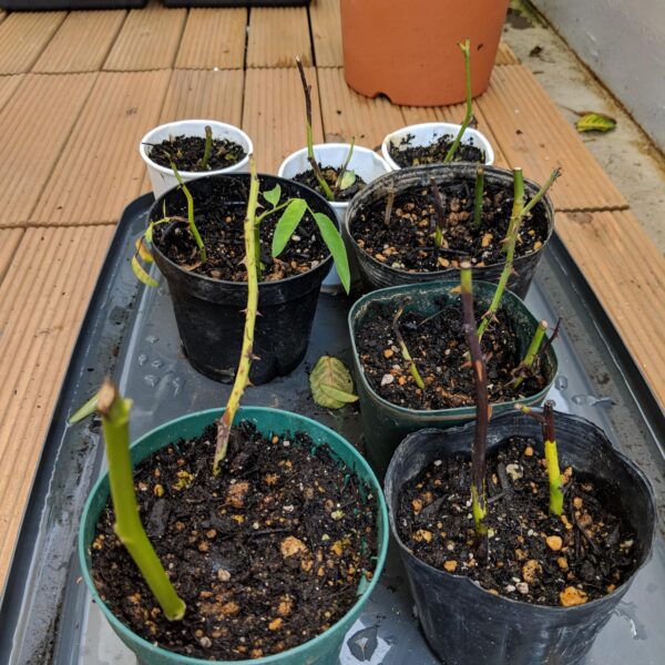 Why Are My Rose Cuttings Dying