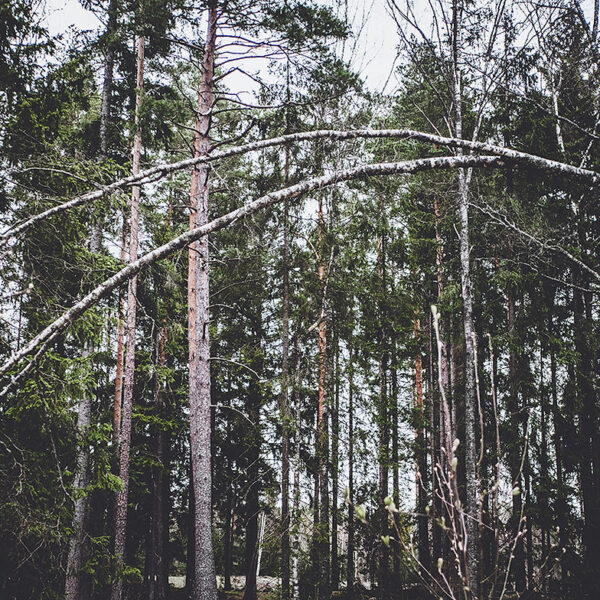 Why Do Birch Trees Bend Over