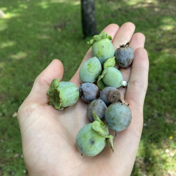 Why Do Persimmons Fall off the Tree