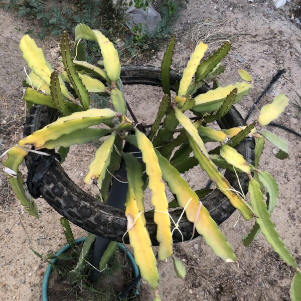 Why Dragon Fruit Plant Turn Yellow
