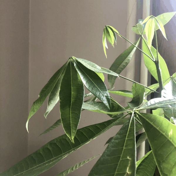 Why is My Money Tree Leaves Drooping