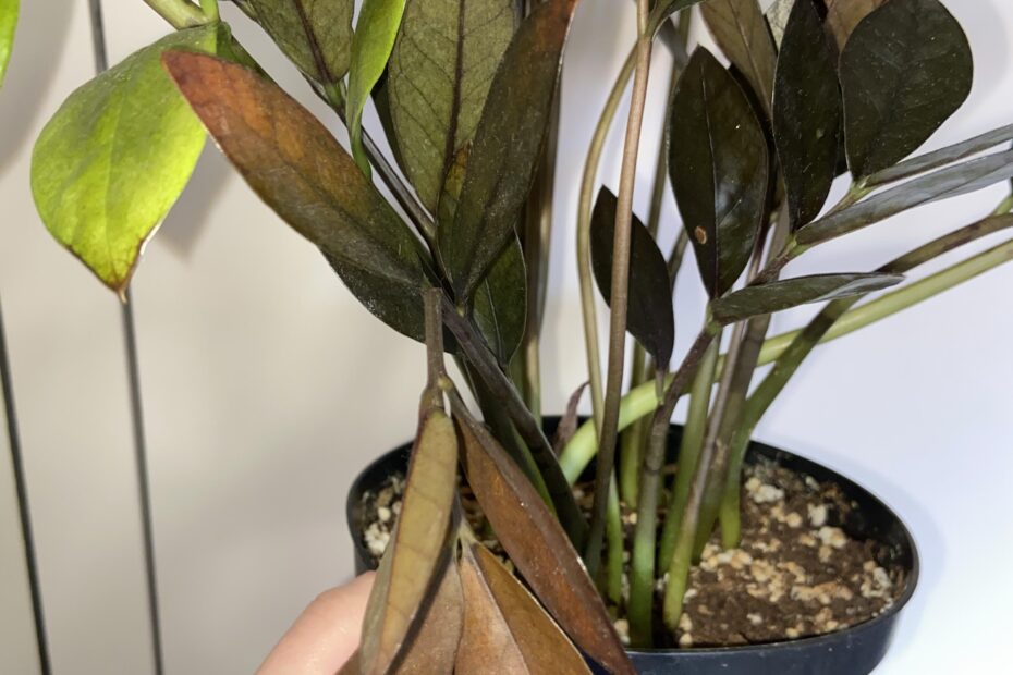 Why is My Zz Plant Turning Brown