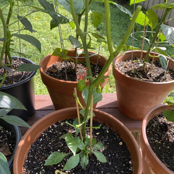 Will Deer Eat Hot Pepper Plants