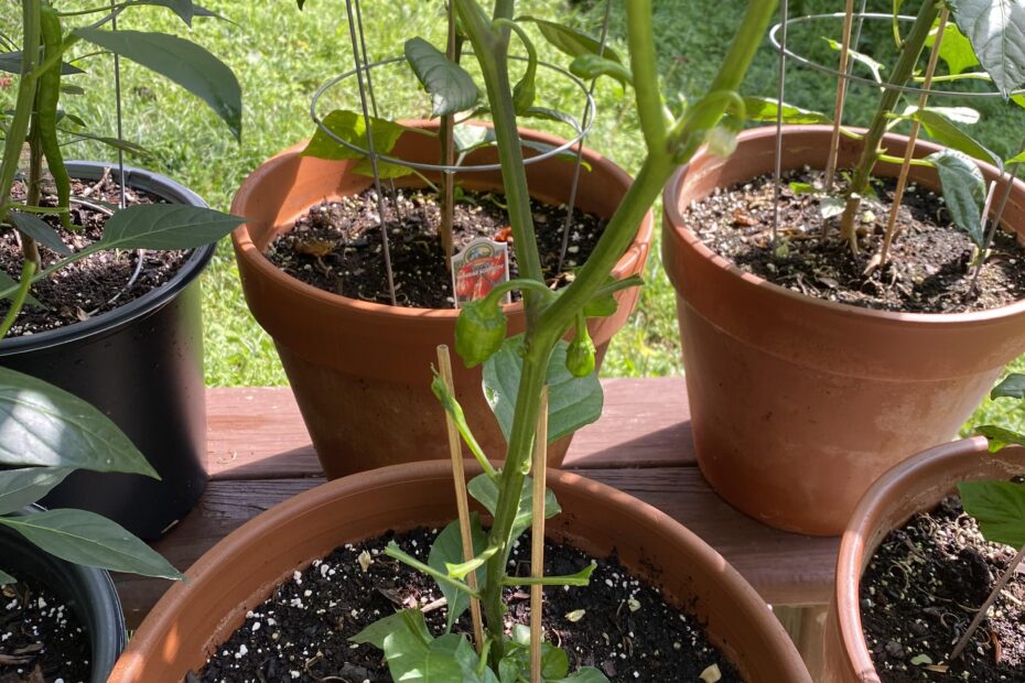 Will Deer Eat Hot Pepper Plants