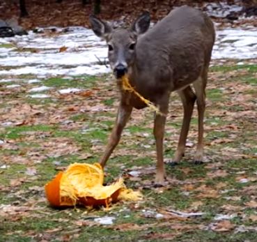 Will Deer Eat Pumpkin Plants